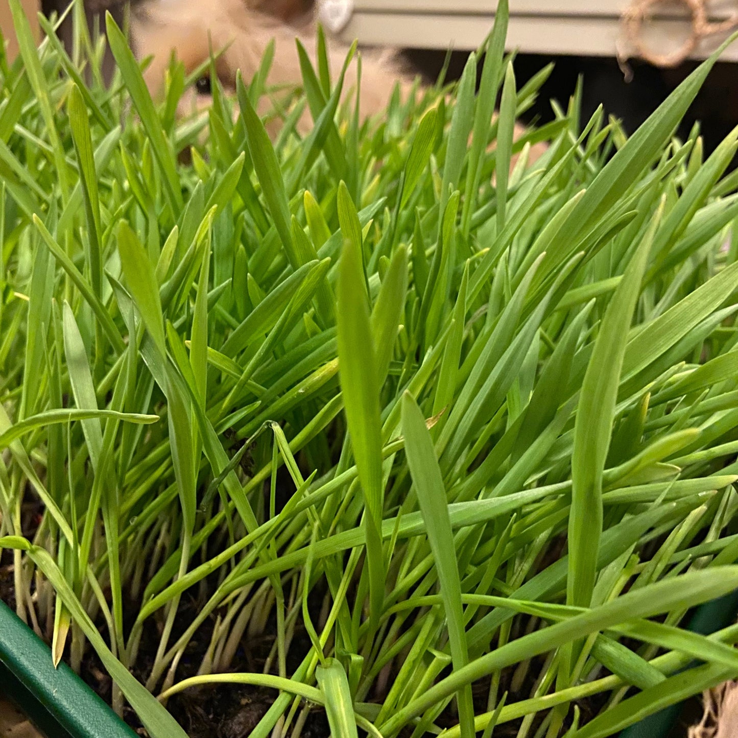FRESH RABBIT GRASS Seed Refill Bag