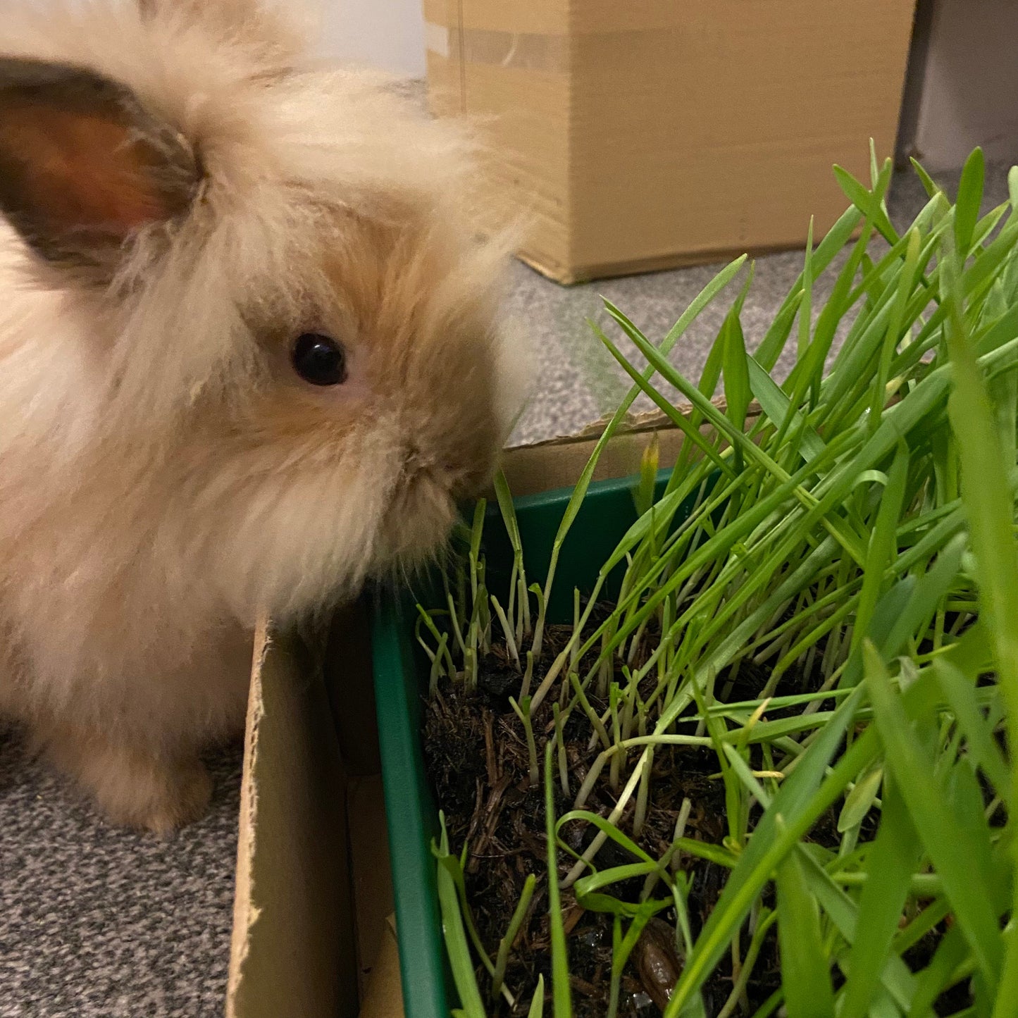 FRESH RABBIT GRASS Seed Refill Bag