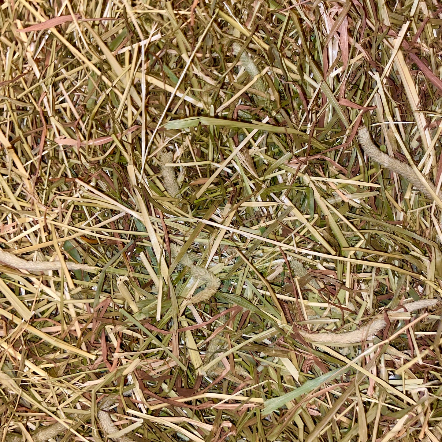 QUALITY TIMOTHY HAY