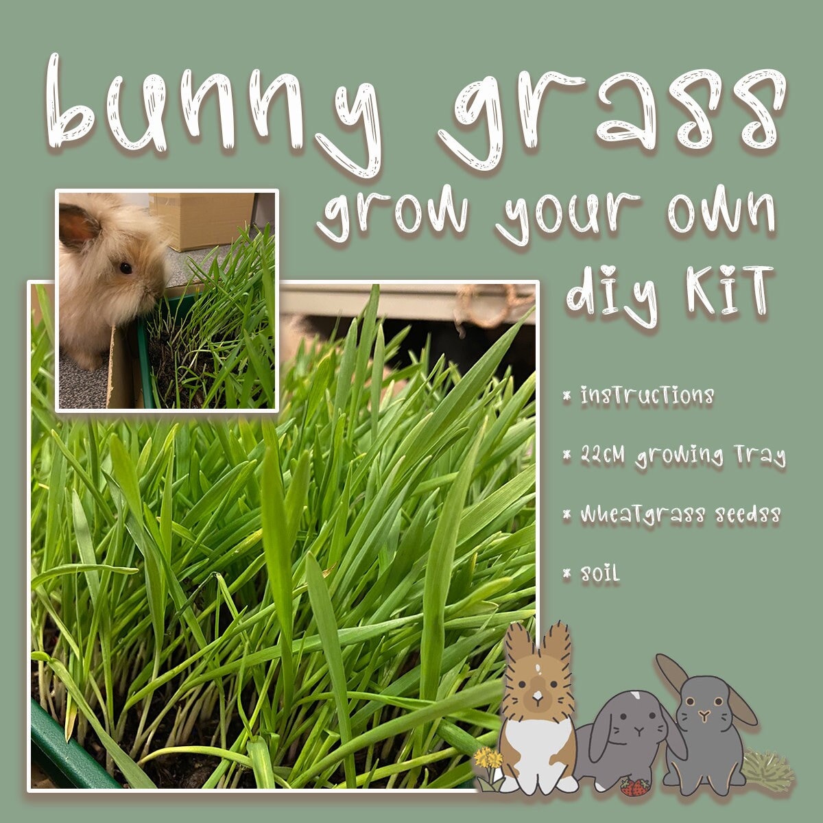 FRESH RABBIT GRASS DIY KIT