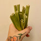 Papaya Crunchy Stems