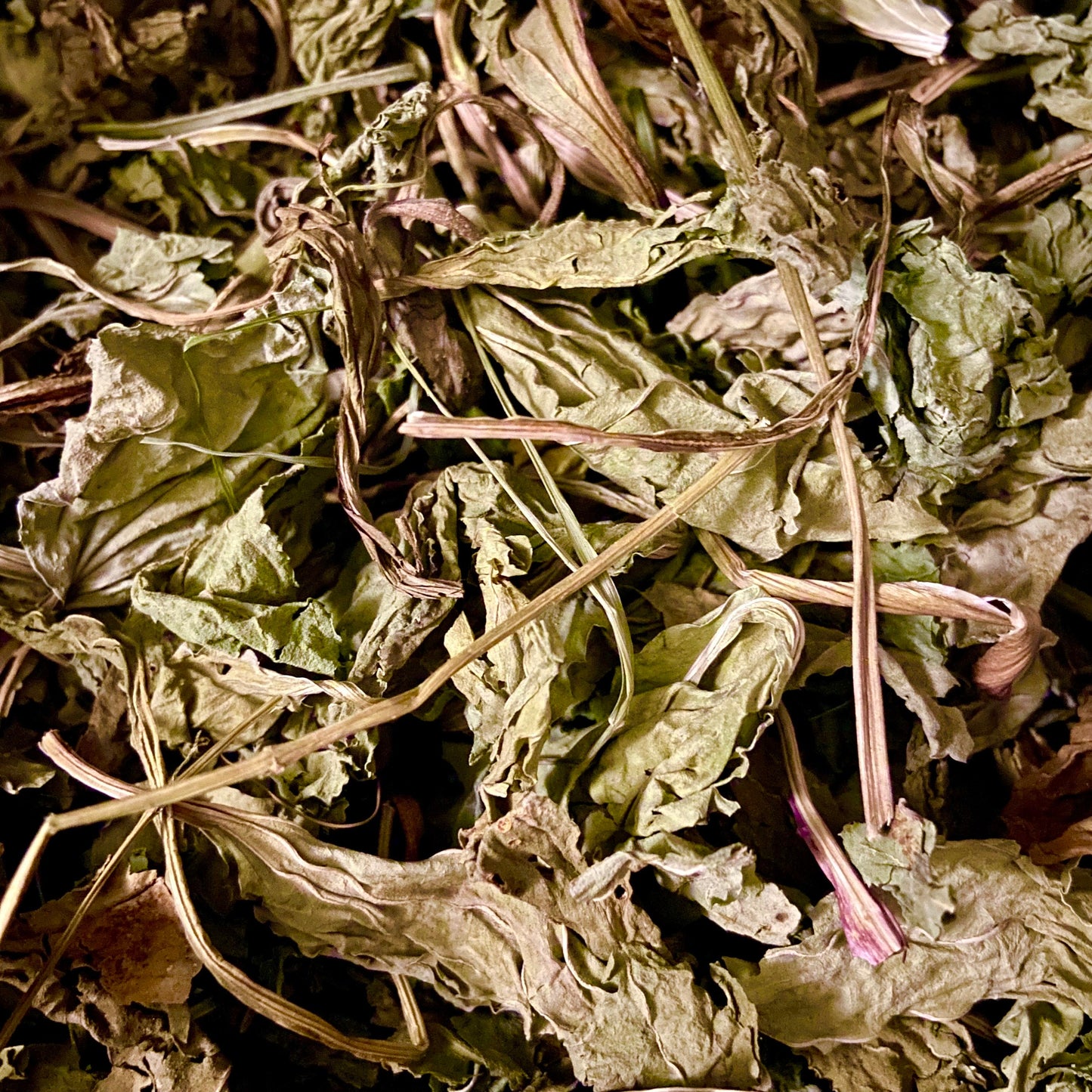 Various Aromatic Stalks and Leaves