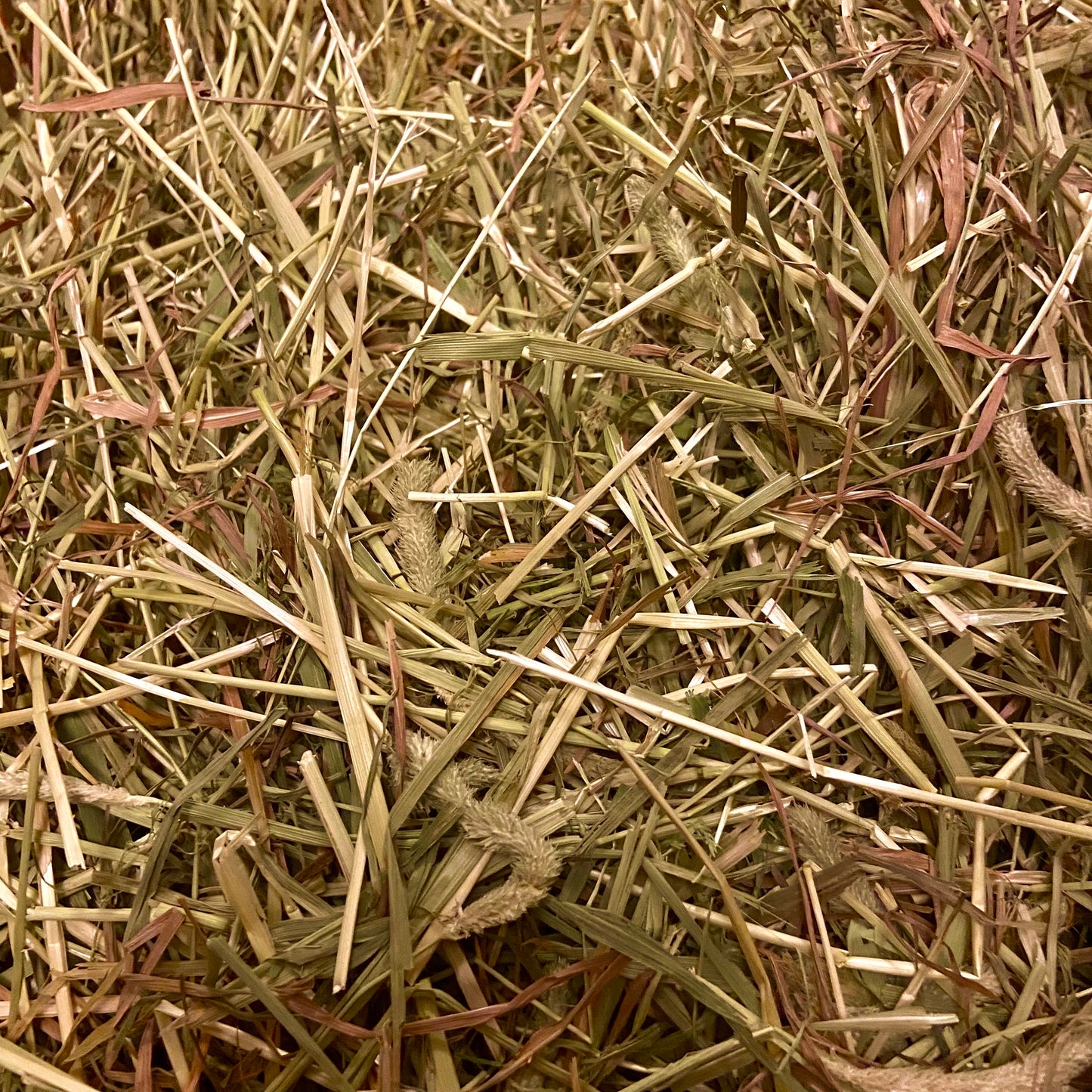 QUALITY TIMOTHY HAY