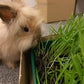FRESH RABBIT GRASS DIY KIT